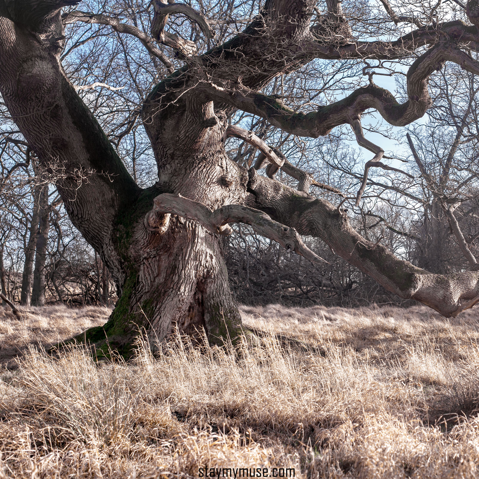 magic tree